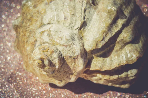 Sea Shell Macro Retro — Stock Photo, Image