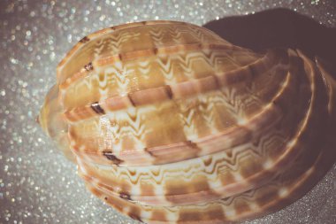 Deniz kabuğu makro Retro