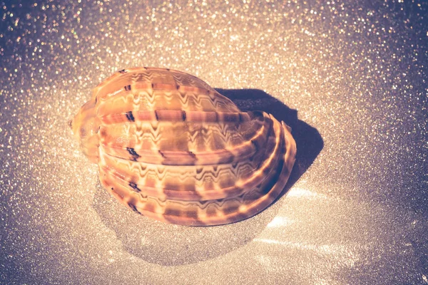 Tengeri kagyló makró Retro — Stock Fotó