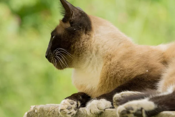 Siamská kočka portrét — Stock fotografie