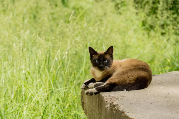Retrato de gato siamês — Fotografia de Stock