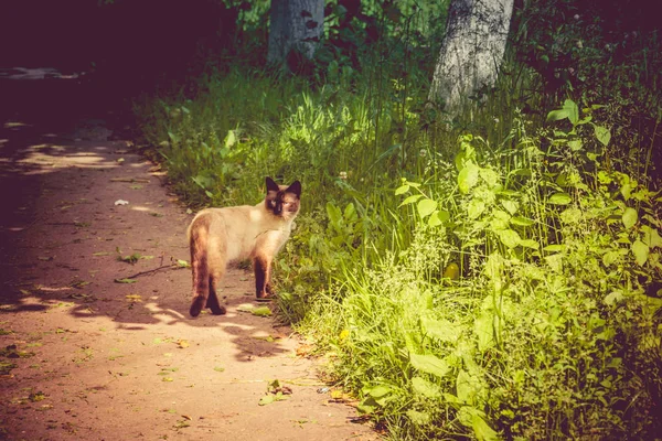 Siamese Cat Portrait Retro — Stock Photo, Image