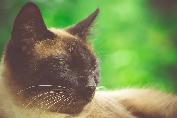 Retrô de retrato de gato siamês — Fotografia de Stock