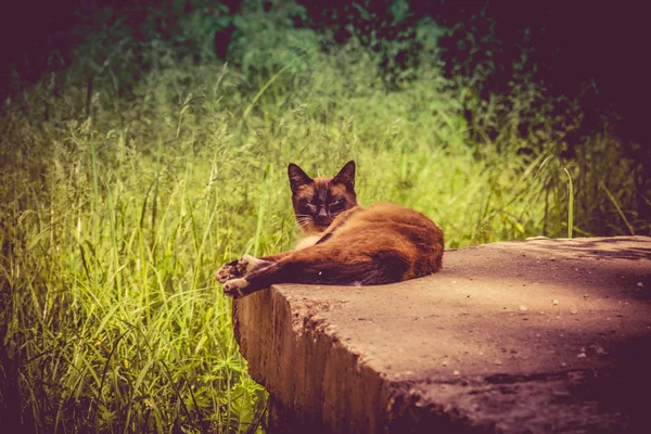 Kot syjamski portret Retro — Zdjęcie stockowe