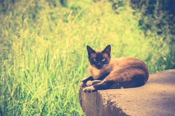 Ritratto di gatto siamese Retro — Foto Stock