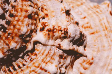 Dev Seashell makro filtre