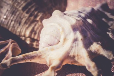 Deniz kabuğu makro Retro