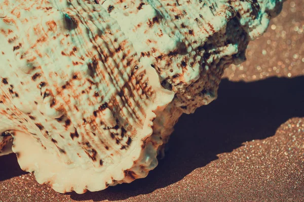 Giant Seashell Macro Filtered — Stock Photo, Image