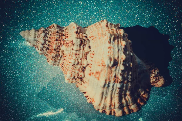Macro gigante Seashell filtrato — Foto Stock