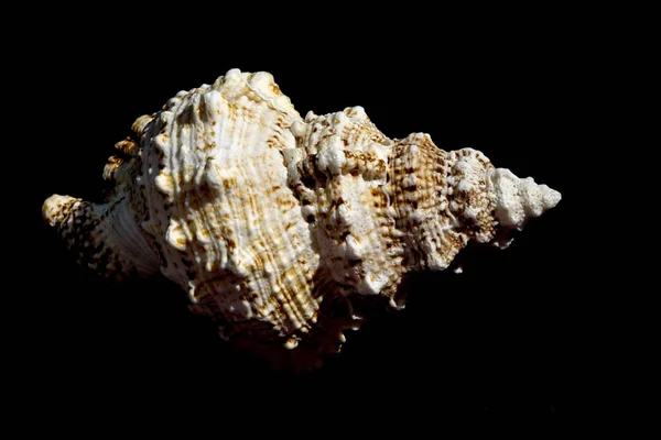 Macro gigante de concha marina —  Fotos de Stock