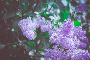 Leylak bahar çiçekleri Retro