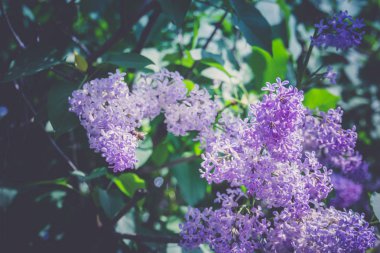 Leylak bahar çiçekleri Retro