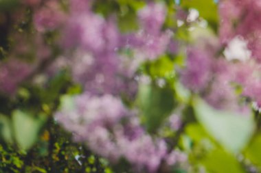 Eflatun bahar çiçekleri