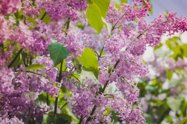 Eflatun bahar çiçekleri