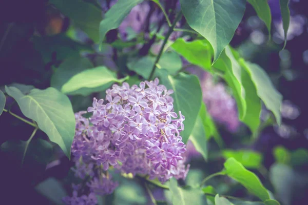 Fiori di primavera lilla retrò — Foto Stock