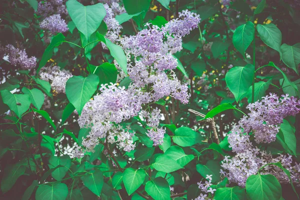 Liliowy Wiosna Kwiaty Retro — Zdjęcie stockowe