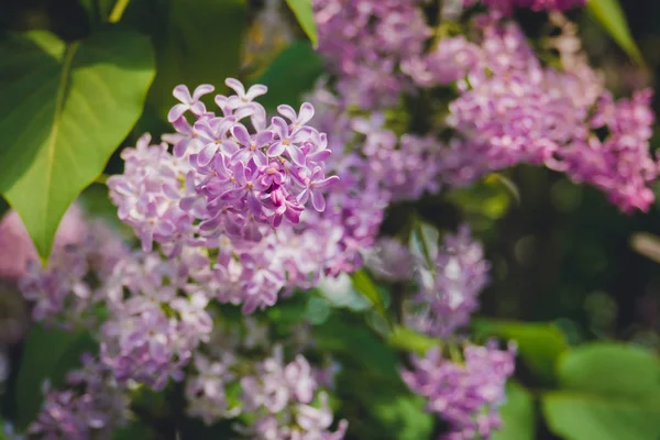 Lilac Spring Flowers — Zdjęcie stockowe