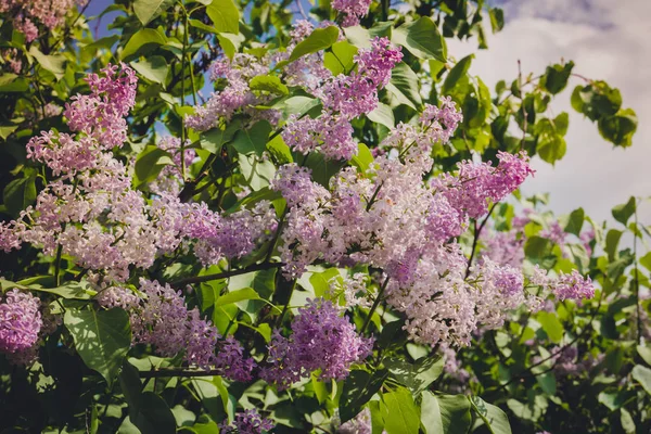 Lilac Spring Flowers — Zdjęcie stockowe