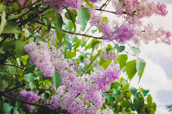 Lilac Spring Flowers — Zdjęcie stockowe