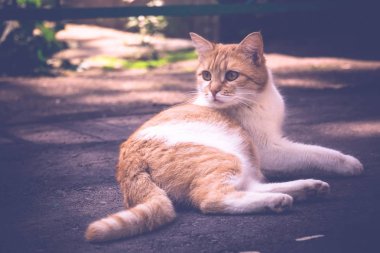 Ginger Cat sokak Retro Tarih