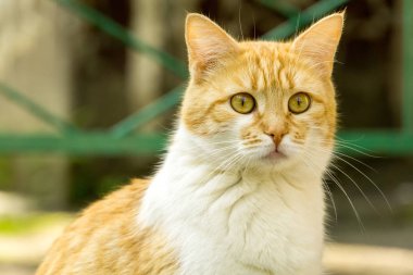 Sokakta kızıl kedi