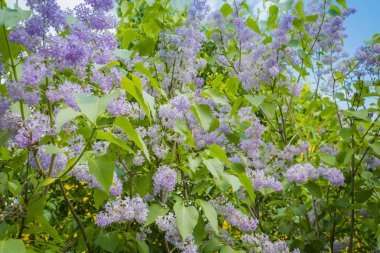 Eflatun bahar çiçekleri