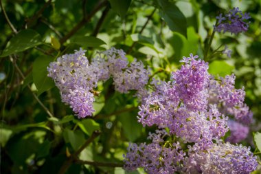 Eflatun bahar çiçekleri