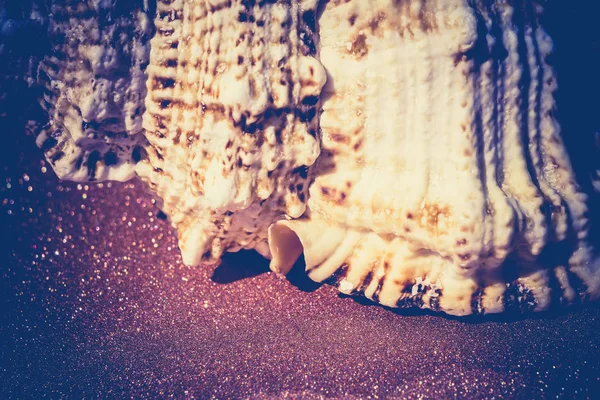 Giant Seashell Macro Filtered — Stock Photo, Image