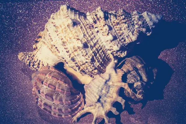 Macro gigante Seashell filtrato — Foto Stock