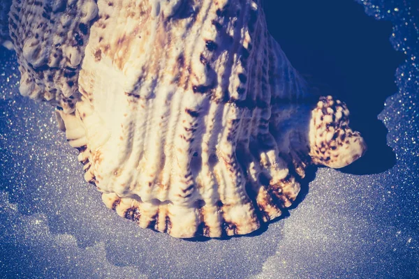 Macro gigante Seashell filtrato — Foto Stock