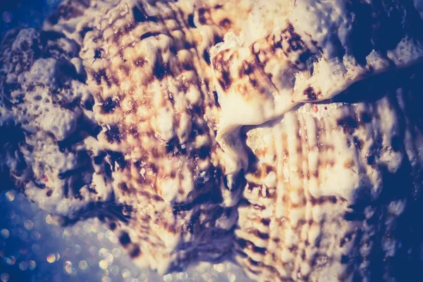 Macro gigante Seashell filtrato — Foto Stock