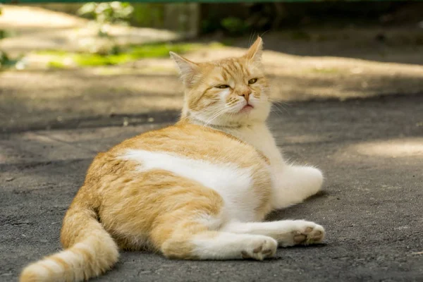 Gember kat op straat — Stockfoto