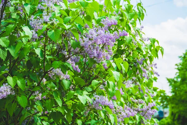 Lilac Spring Flowers — Zdjęcie stockowe