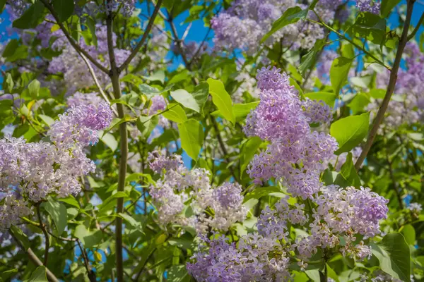 Lilac Spring Flowers — Stock Photo, Image