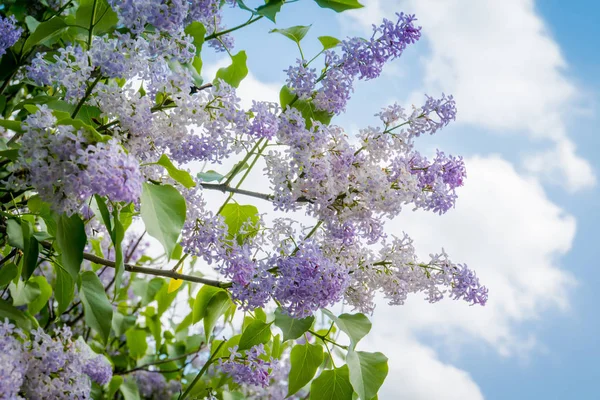 Lilac Spring Flowers — Zdjęcie stockowe