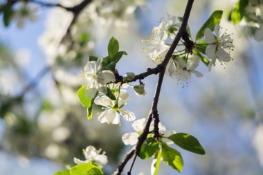 Beyaz bahar çiçek açan ağaçlar