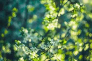 Beyaz bahar çiçek açan ağaçlar Retro