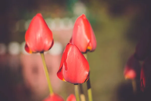 Våren Red Tulip makro Retro — Stockfoto