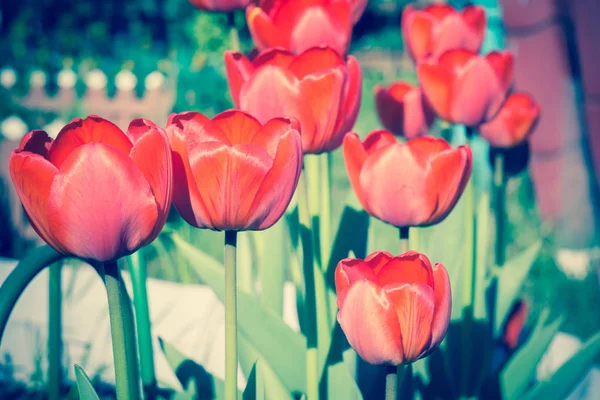 Весеннее красное ретро тюльпанов — стоковое фото