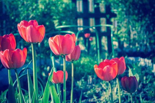 Retro makro czerwony tulipan wiosna — Zdjęcie stockowe