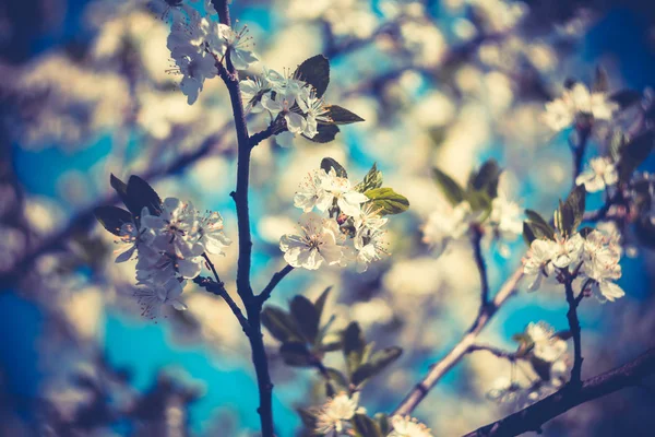 Wit voorjaar bloeiende bomen Retro — Stockfoto