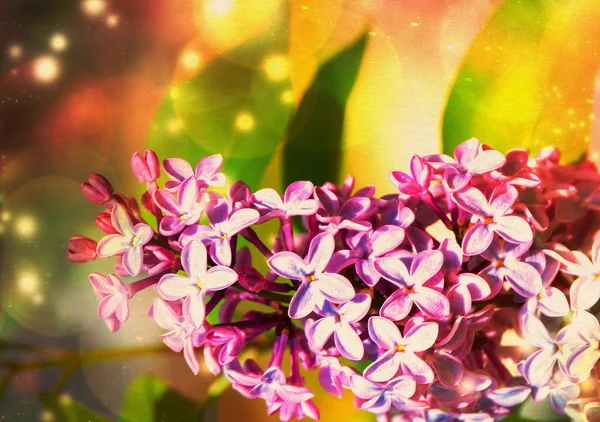 Lila blomma med Bokeh — Stockfoto