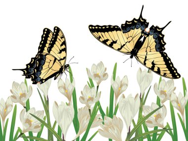 beyaz kır çiçekleri