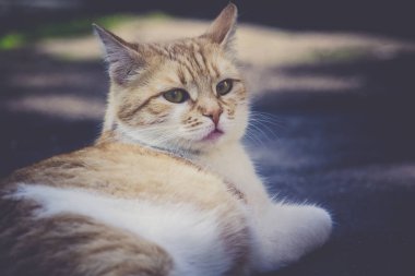 Ginger Cat sokak Retro Tarih