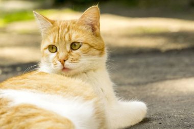 Sokakta kızıl kedi