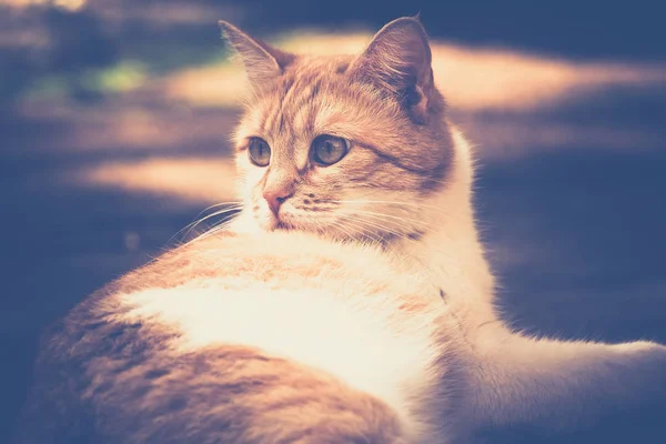 Ginger Cat på gatan Retro — Stockfoto