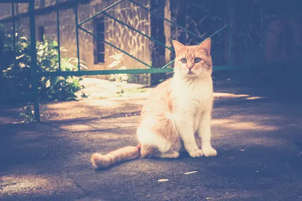 Gatto zenzero sulla strada retrò — Foto Stock