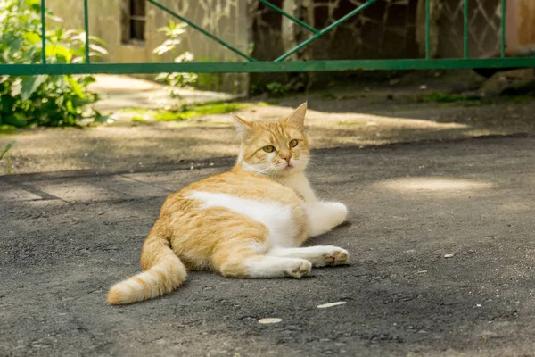 Zázvorová kočka na ulici — Stock fotografie