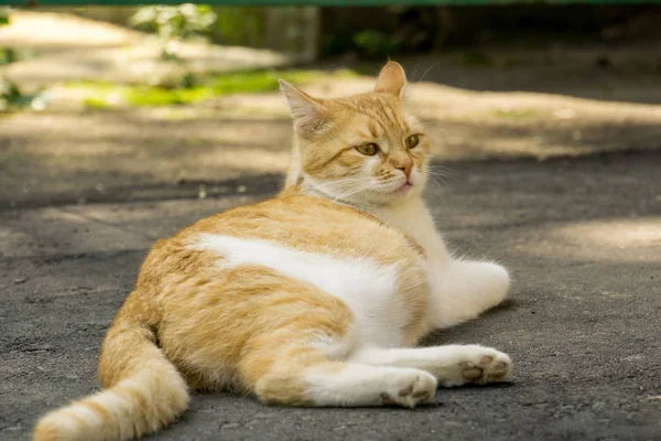 Імбирний кіт на вулиці — стокове фото