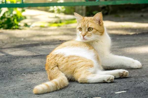 Імбирний кіт на вулиці — стокове фото